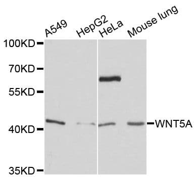WNT5A Antibody