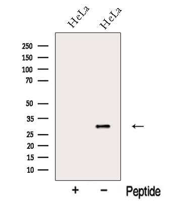 FAM192A / Nip30 Antibody