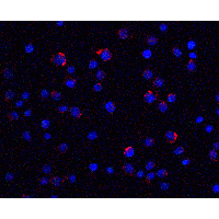 LIN54 Antibody