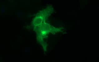 EPCAM Antibody (clone OTI3G2)