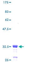 Human RPS29 / Ribosomal Protein S29 (Recombinant GST)