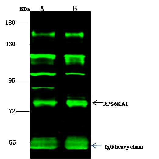 RPS6KA1 / RSK1 Antibody (Preservative Free)