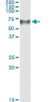 Monoclonal Mouse anti-Human TCN1 Antibody (clone 3F10, IHC, WB)