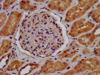 LGMN / Legumain Antibody