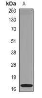 Ribonuclease A / RNASE1 Antibody