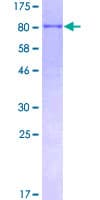 Human TRIM25 Protein (Recombinant GST)