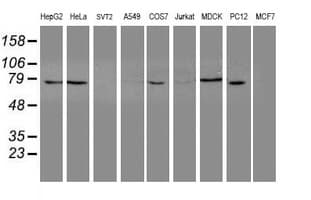 NUB1 Antibody (aa1-326, clone OTI4H2, Carrier-free)