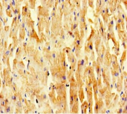 SCOC Antibody