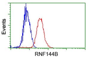 RNF144B Antibody (clone OTI9H10)