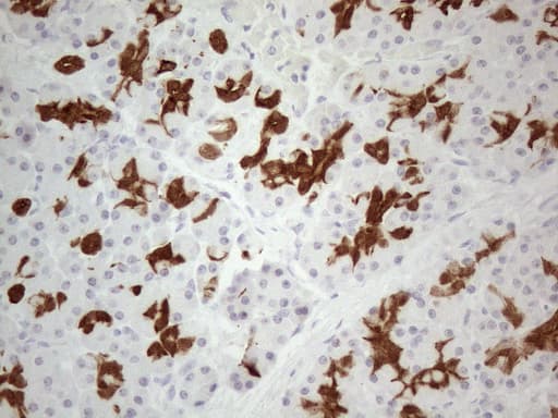 KCTD9 Antibody (aa1-223, clone OTI1D10)