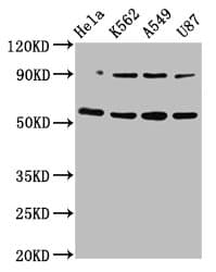 Polyclonal Rabbit anti-Human TOX Antibody (WB)