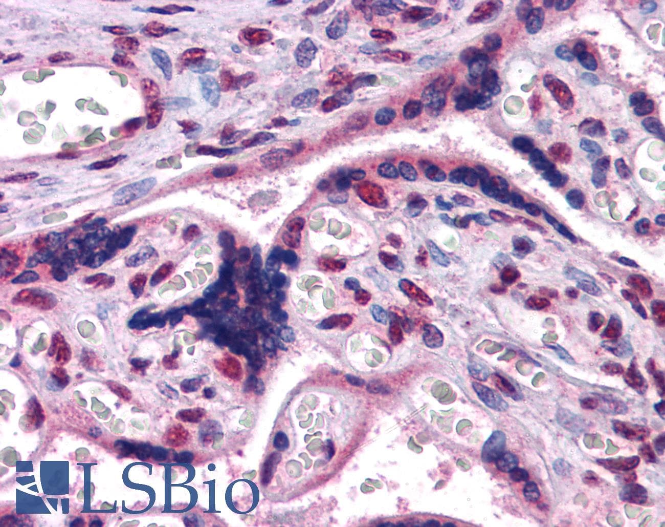 IHC-plus™ GBX2 Antibody (aa181-193)