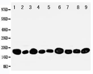 NME2 Antibody (aa137-152)