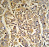 DCD / Dermcidin Antibody (aa74-103)