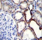 Polyclonal Rabbit anti-Human NKD2 Antibody (aa366-393, IHC, IF, WB)