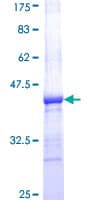 Human AP2A1 / AP2-Alpha Protein (Recombinant GST, N-terminus)