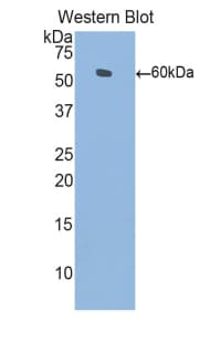 L1CAM Antibody (aa882-1132)