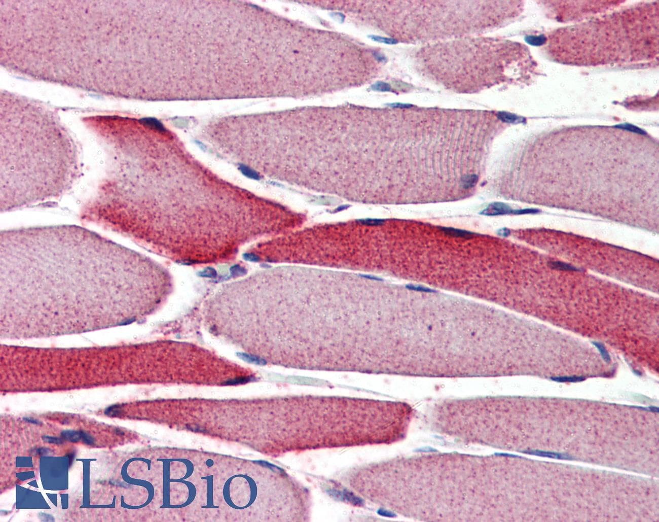 IHC-plus™ Polyclonal Goat anti-Human AMID / AIFM2 Antibody (aa2-13, IHC)