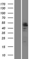 Human MITF Protein (Over-Expression Lysate Myc-DDK (Flag))