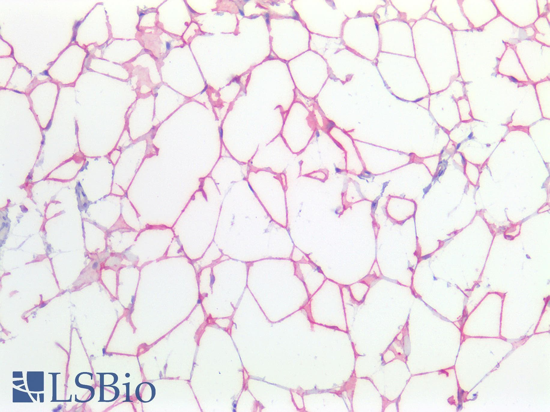 PathPlus™ FASN / Fatty Acid Synthase Antibody