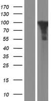 STAT5B Protein (Over-Expression Lysate Myc-DDK (Flag))