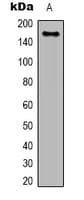 Monoclonal Mouse anti-Human EGFR Antibody (IHC, IF, WB)