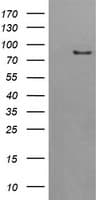 AFG3L2 Antibody (aa1-250, clone OTI4B6)