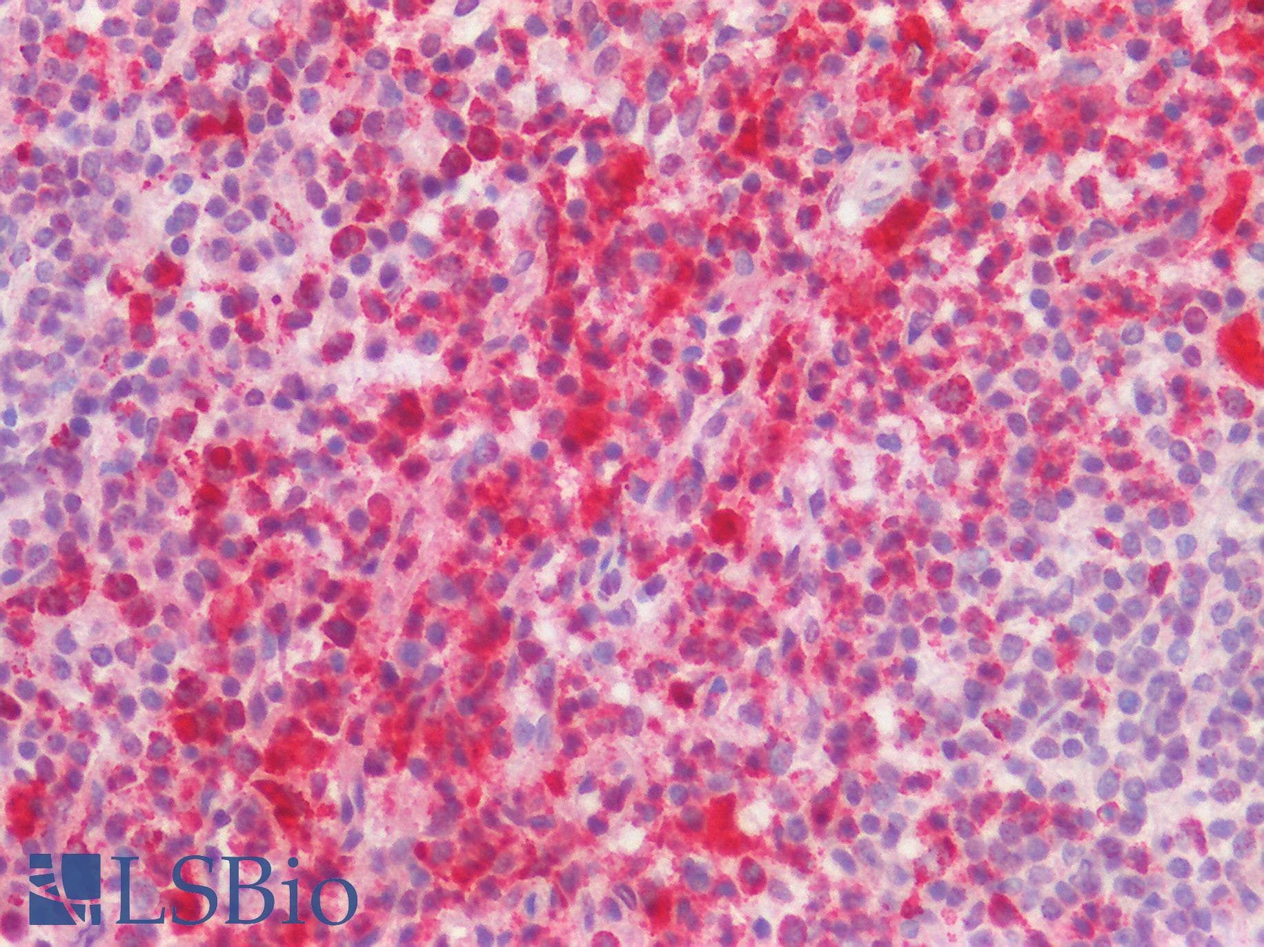 IHC-plus™ CD68 Antibody (clone C68/684, Azide-free, BSA-free)