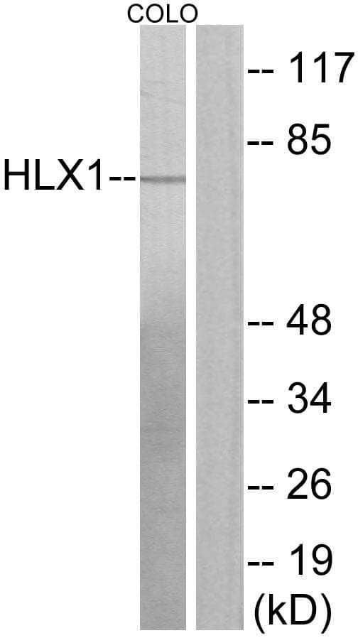 HLX1 / HLX Antibody