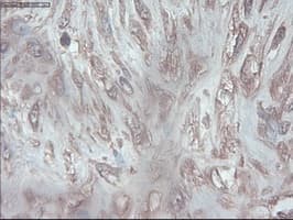 PDX1 Antibody (clone OTI2A12)