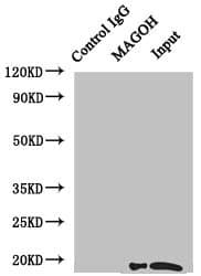Polyclonal Rabbit anti-Human MAGOH Antibody (WB)