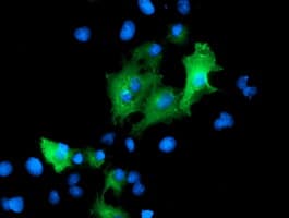 PTPN7 / HEPTP Antibody (clone OTI3G2)