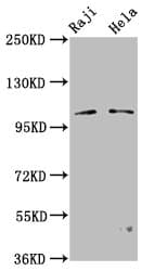 PACS1 Antibody