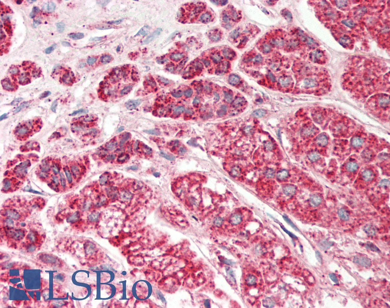 D-Binding Protein / DBP Antibody (aa41-90)
