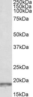 PathPlus™ SNCA / Alpha-Synuclein Antibody (aa91-102)