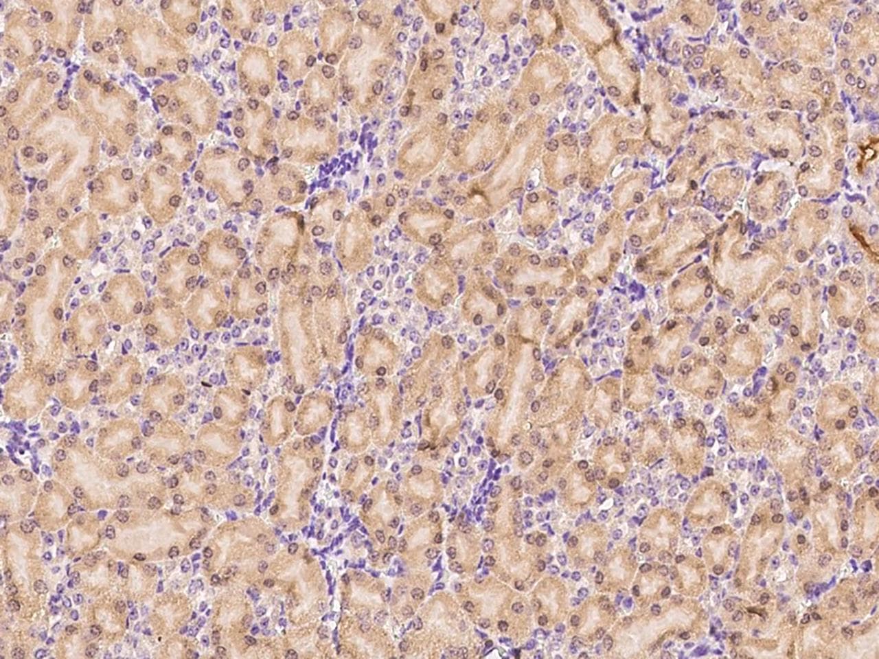 BACE2 Antibody (Preservative Free)