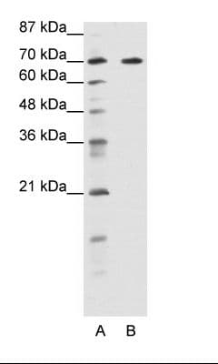 FOXK2 / ILF Antibody (aa491-540)