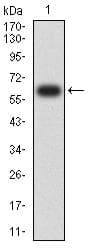 SIGLEC6 Antibody (clone 3C11C12G1)