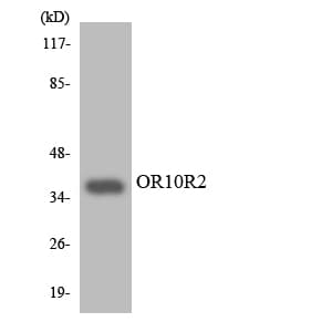 OR10R2 Antibody (aa271-320)