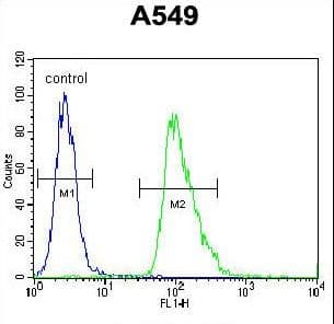AQP12B / Aquaporin 12B Antibody (aa236-264)