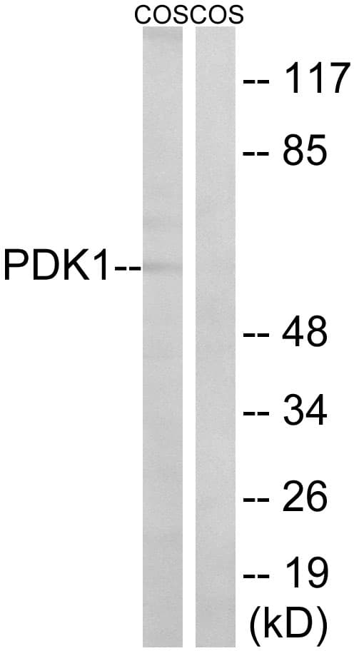 PDPK1 / PDK1 Antibody (aa1-50)