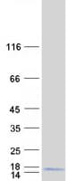 Human CDC42SE1 Protein (Recombinant Myc-DDK (Flag))