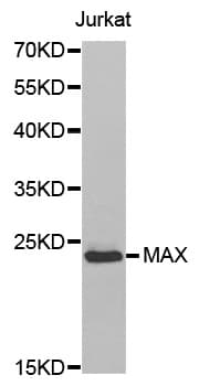 MAX Antibody