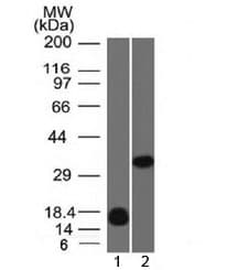 LGALS13 / Galectin 13 Antibody (clone PP13/1161, Azide-free, BSA-free)