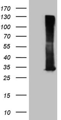 RAB3A Antibody (clone OTI5C12)