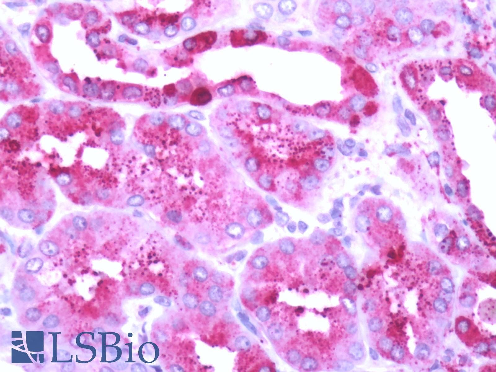 PathPlus™ Polyclonal Rabbit anti-Human GPR68 / OGR1 Antibody (C-Terminus, IHC)