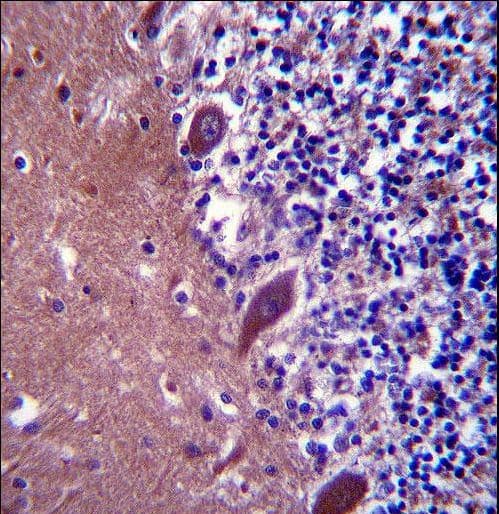 Polyclonal Rabbit anti-Human TTC13 Antibody (aa195-224, IHC, WB)