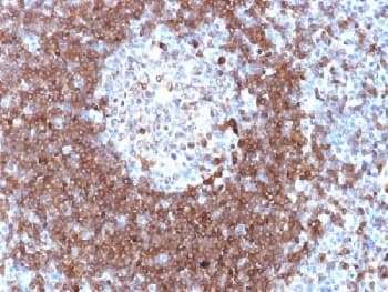 CD79A / CD79 Alpha Antibody (Azide-free, BSA-free)