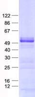 Human NOSTRIN Protein (Recombinant His, N-Terminal)