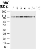 NLRP2 / NALP2 Antibody (aa144-159)